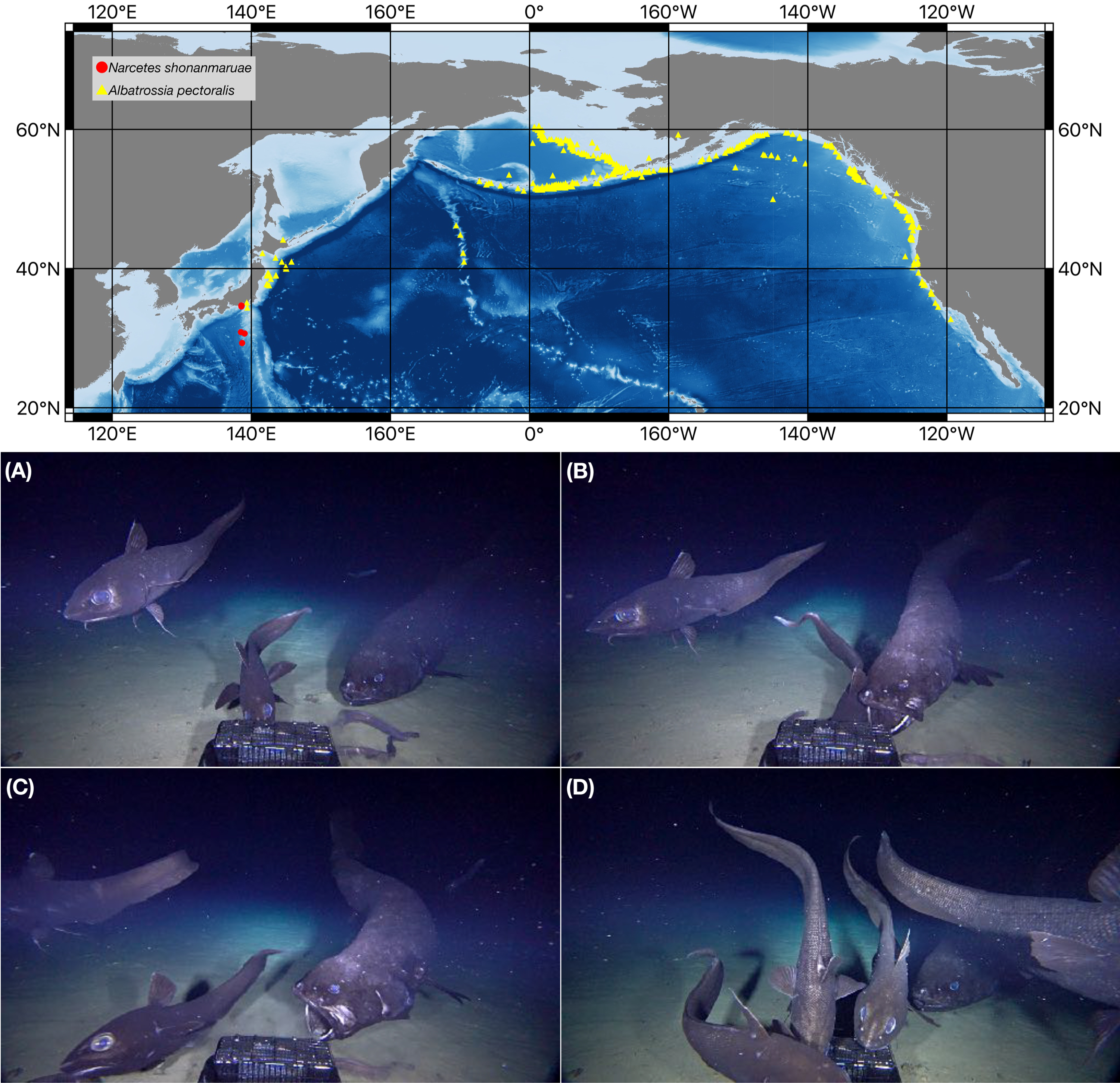 Detecting life in the deep-sea: a glimpse of the top predator, the Yokozuna Slickhead in Japanese waters.