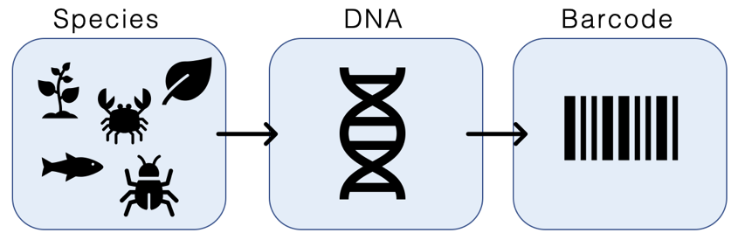 Metabarcoding is a promising tool for identifying species of fish from their eggs and larvae
