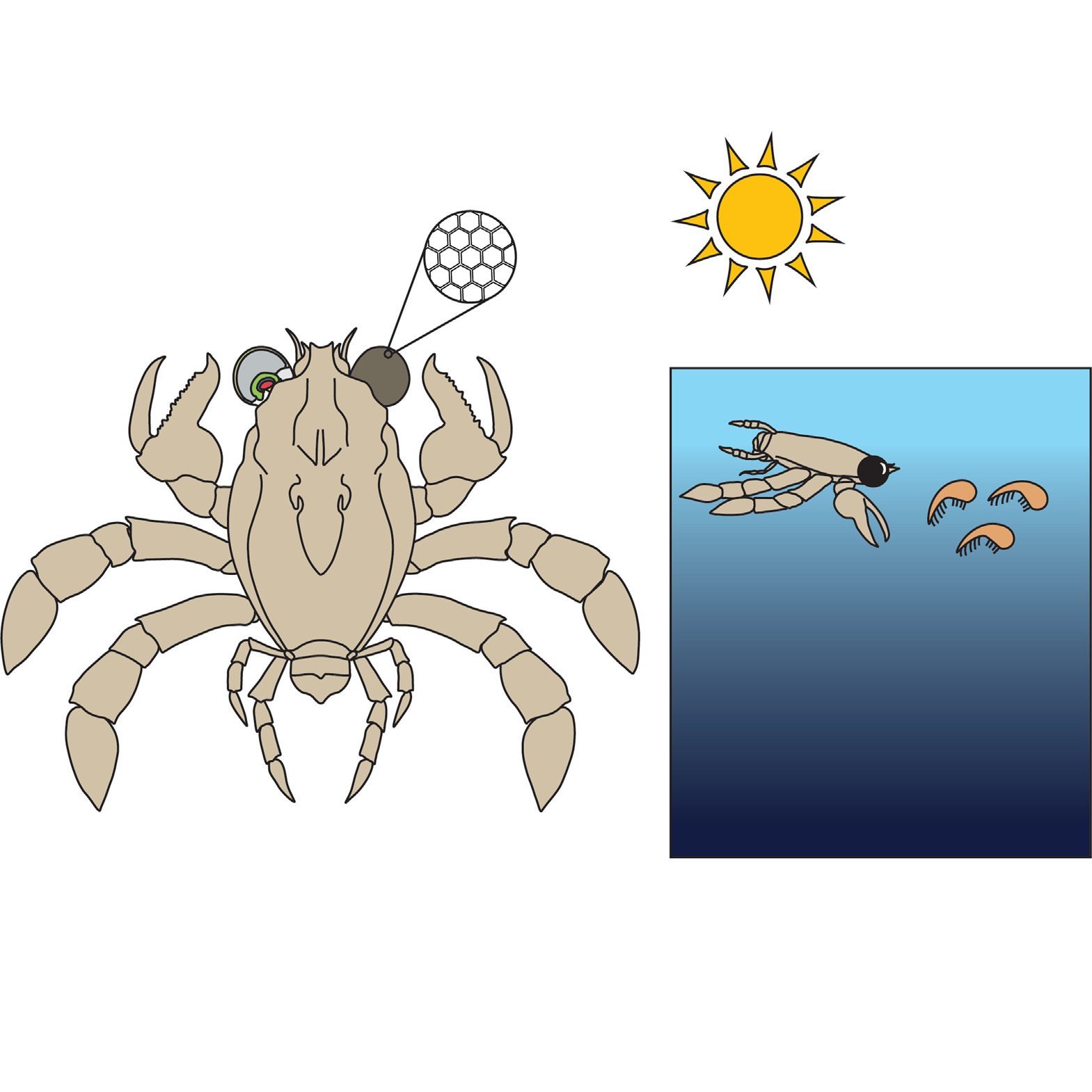 Through the eyes of a Cretaceous crab