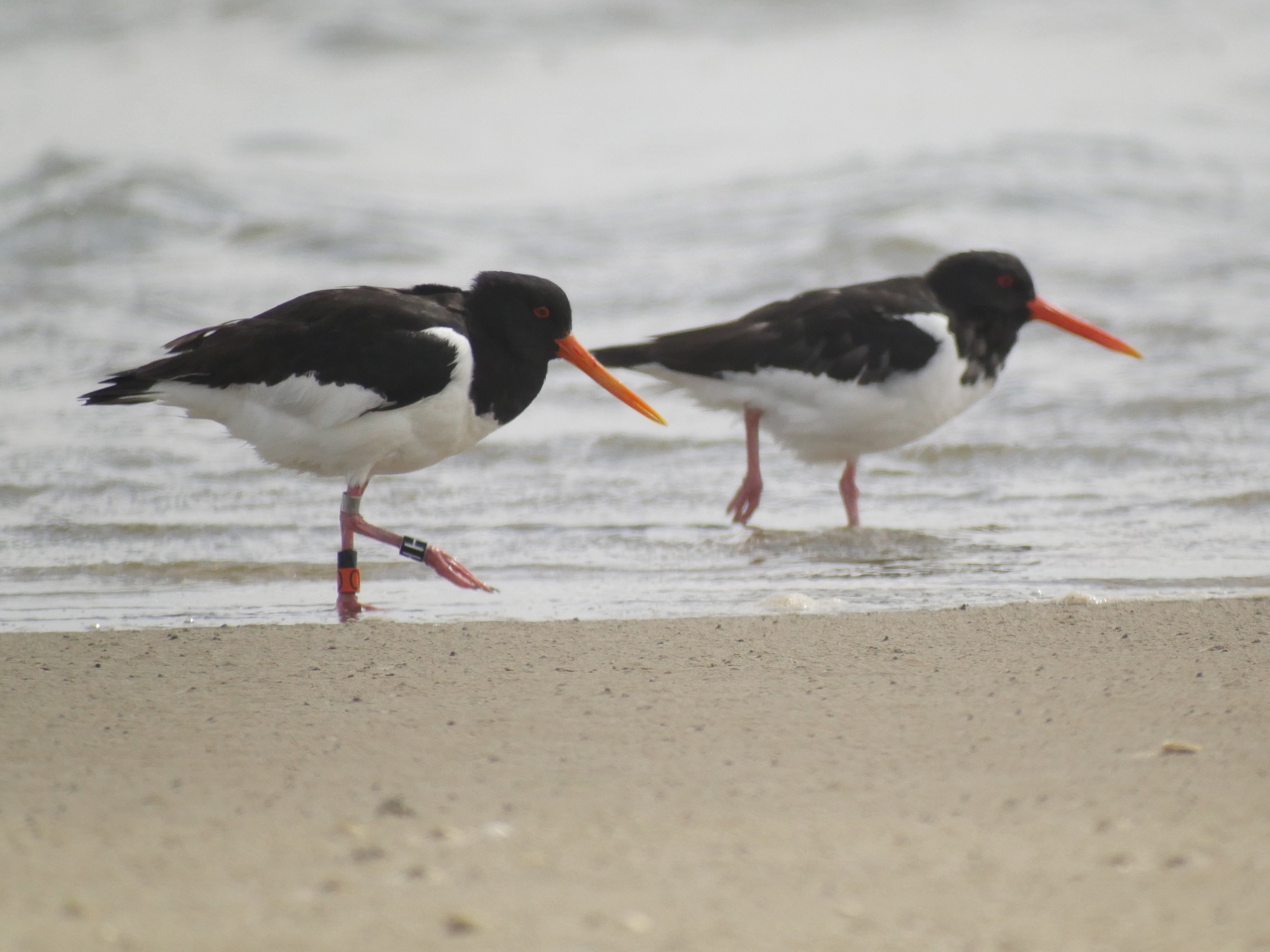 Archiving animal movements as a record of biodiversity