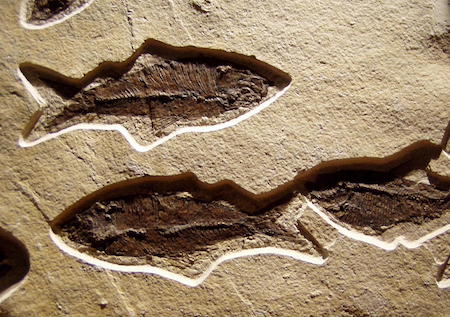 Main figure
