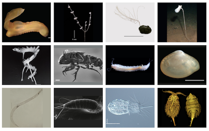 How many species live in the world’s largest marine mineral exploration region?